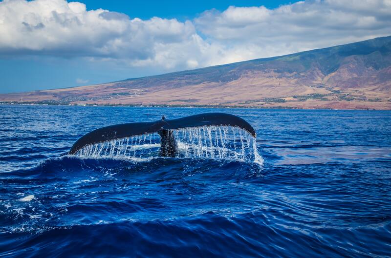 Fauna de las Islas Cíes: ballena azul