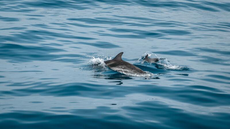 Fauna de las Islas Cíes: delfin común y delfín mular