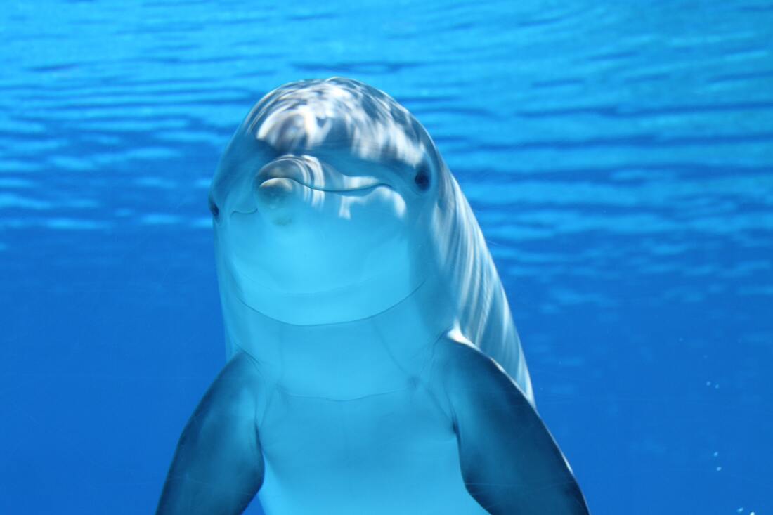 Fauna de las Islas Cíes: Delfines
